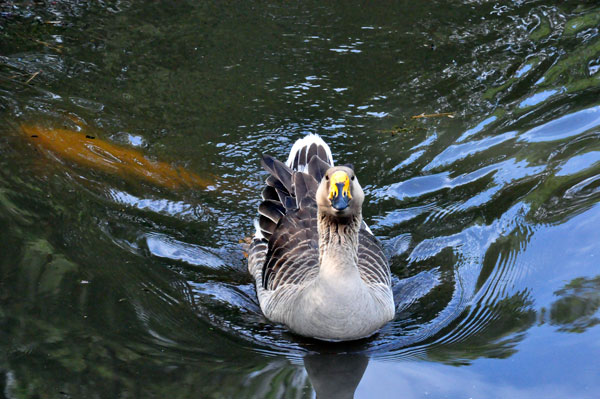 duck swimming